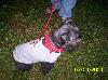 Dog T-shirt